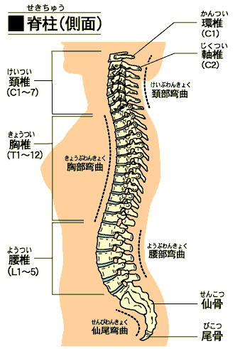 背骨（脊柱）