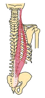 脊柱起立筋肉
